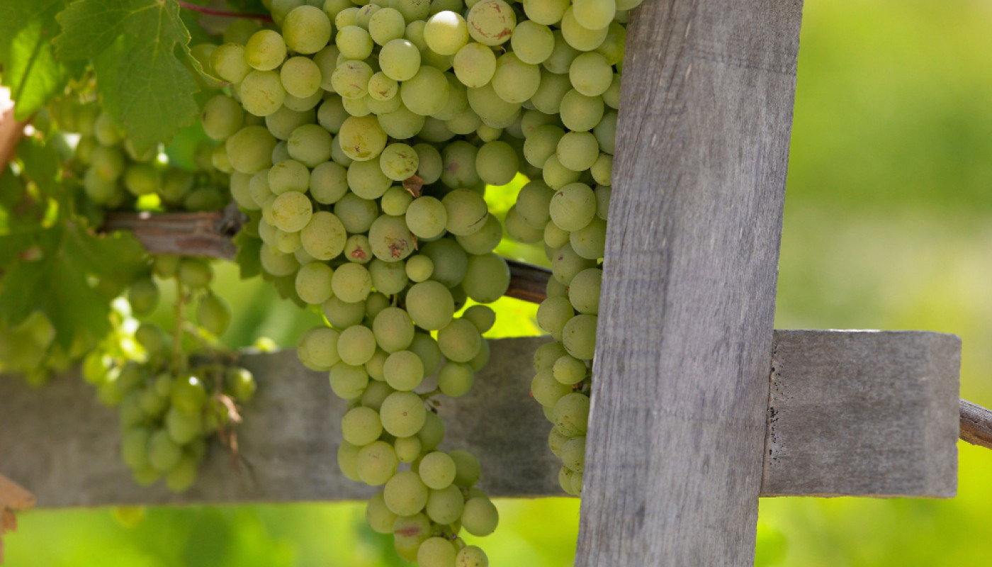 Quel domaine du Sud-Ouest produit du Gros Manseng ?